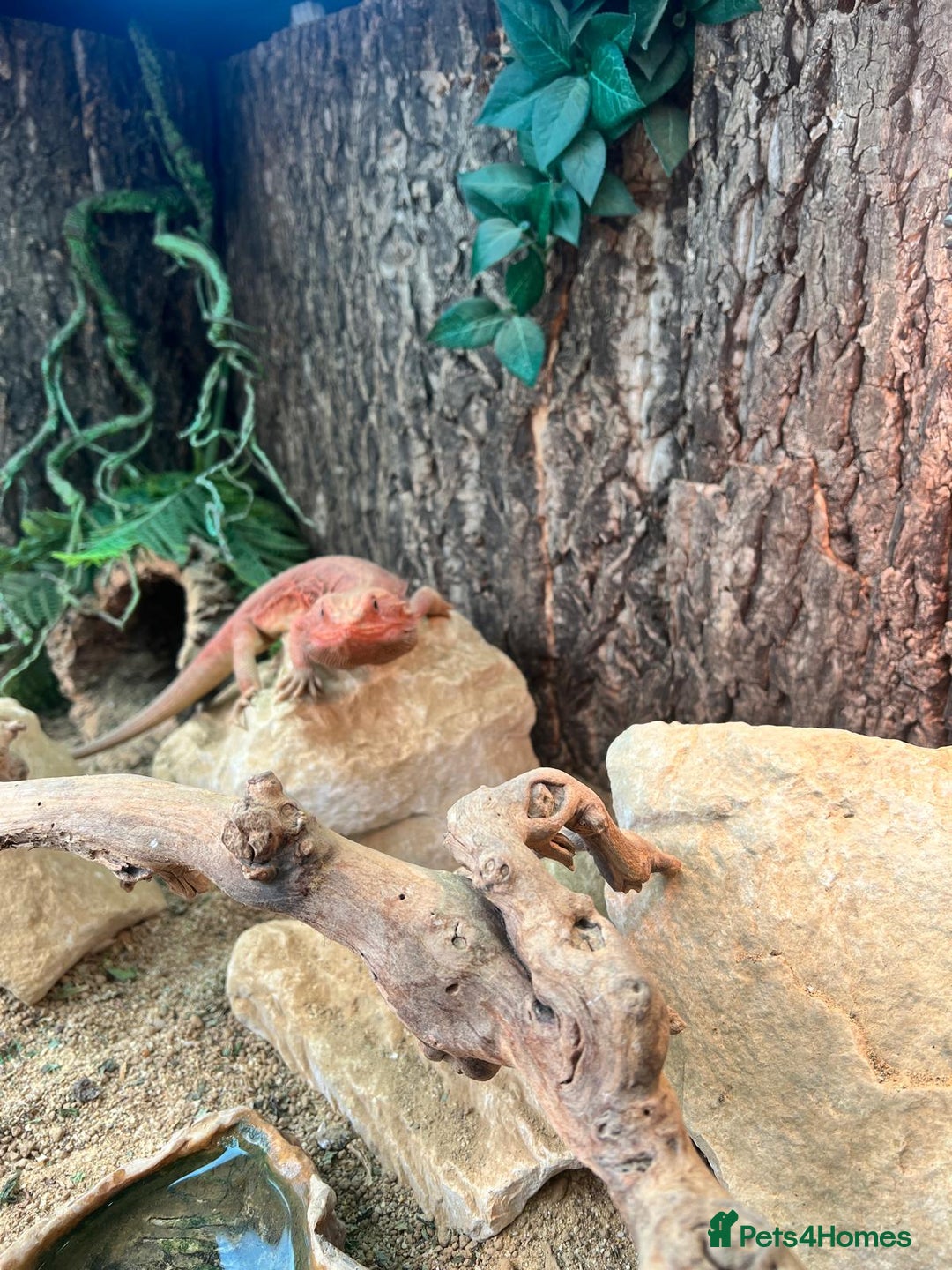 Bearded Dragon reptiles for sale: Red Bearded Dragon & full set up - Image 6