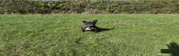 French Bulldog dogs for sale: Brindle female kennel club reg adult available  - Advert 8