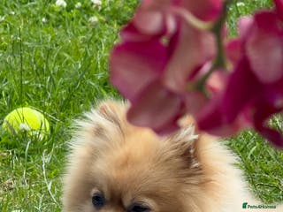 Pomeranian dogs Beautiful beige coat Pomeranian boy for stud in Luton - Advert 14