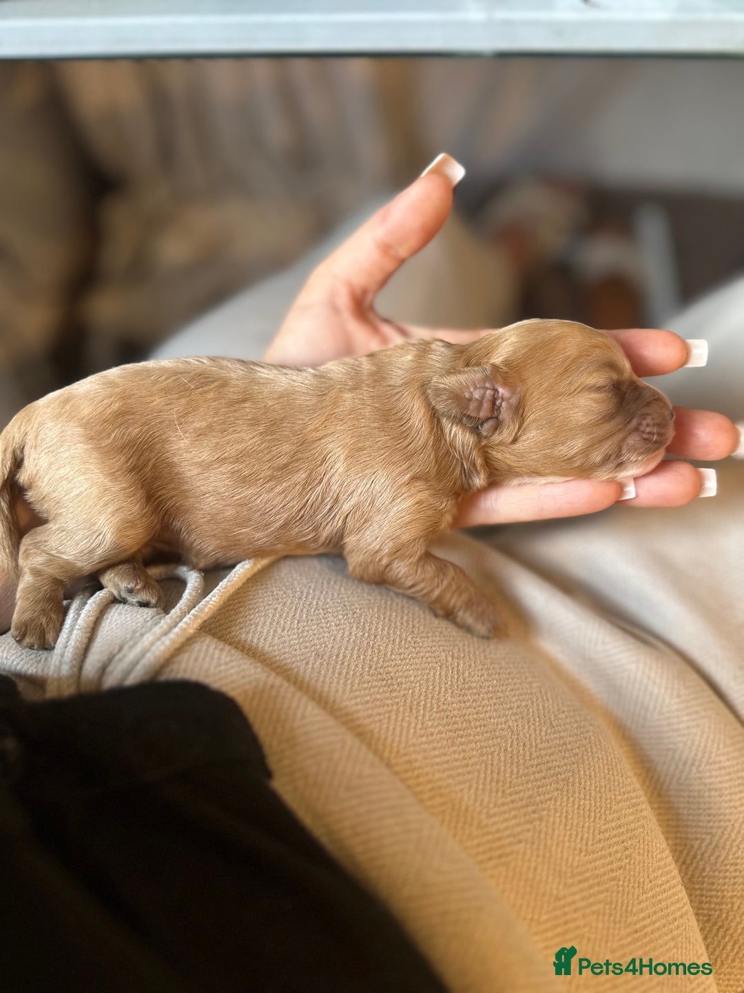 Cavapoo dogs for sale: 🐶 Beautiful Red Cavapoo Puppies – Ready November  - Image 12