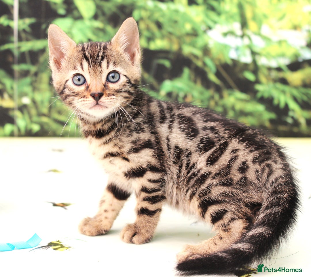 Bengal cats for sale: CUTE BROWN FEMALE BENGAL KITTENS (TICA REG) - Image 6