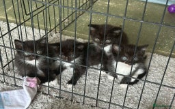 Mixed Breed cats for sale: Stunning,  fluffy black & white kittens - Image 1