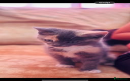 Mixed Breed cats for sale: Kitten for sale  in Slough - Image 6