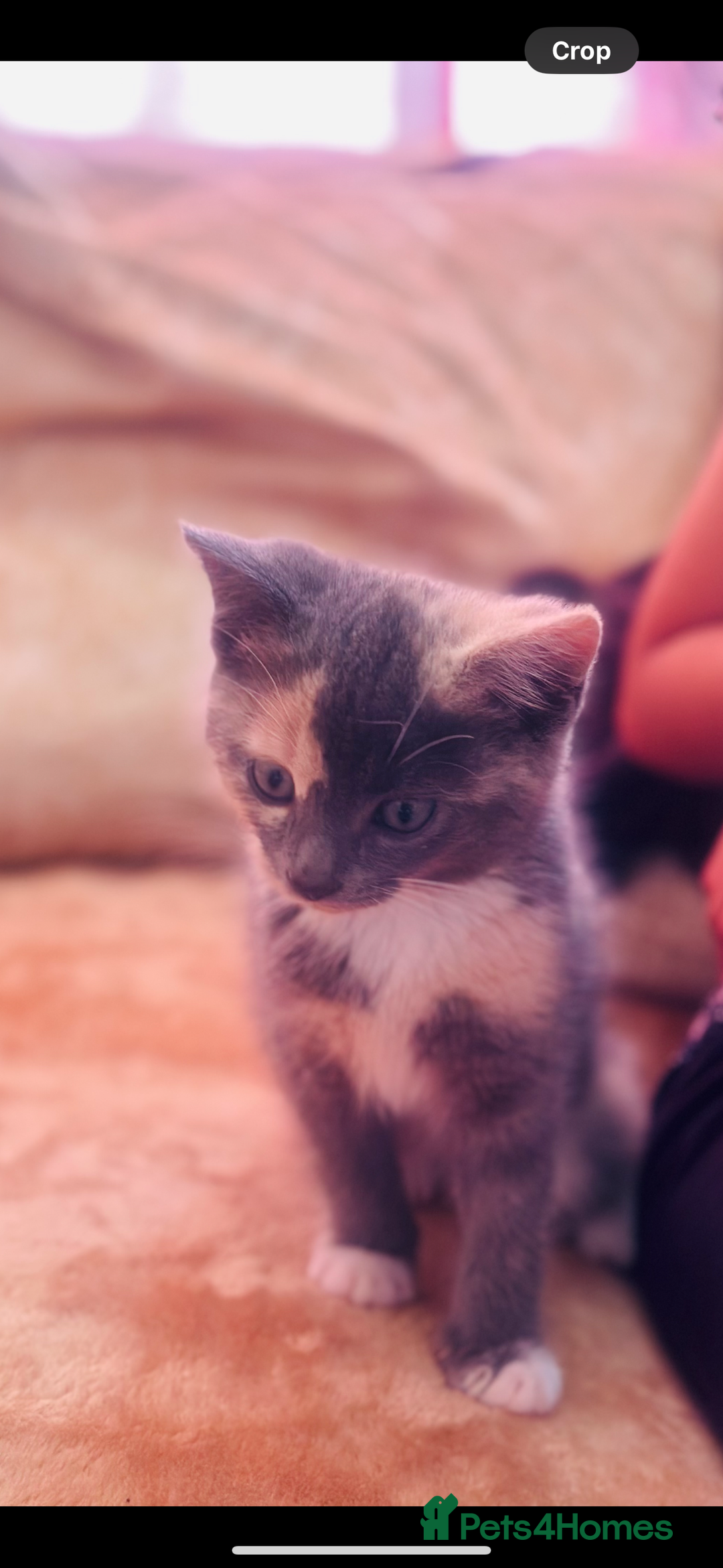 Mixed Breed cats for sale: Kitten for sale  in Slough - Image 6