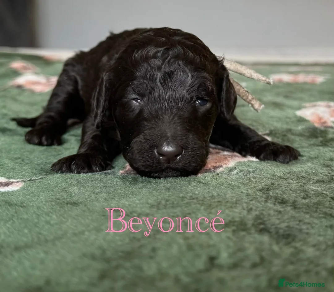 Standard Poodle dogs for sale: Show line standard poodles  - Advert 9