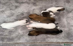 Mixed Breed dogs for sale: Chihuahua and Jack Russell mix puppies - Image 5