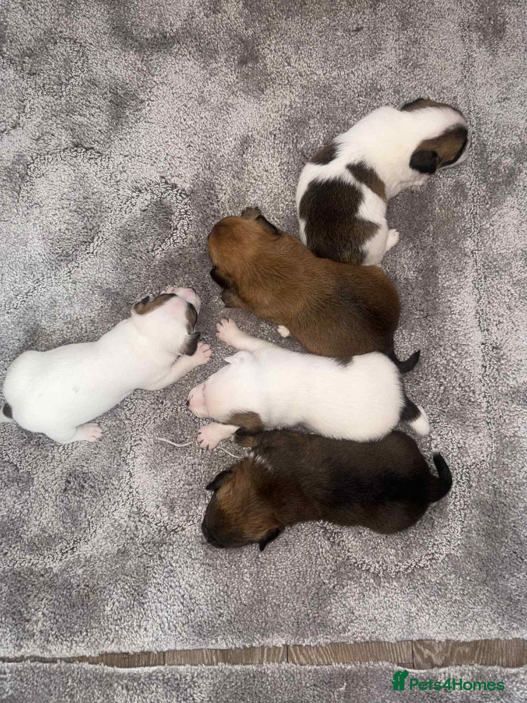 Mixed Breed dogs for sale: Chihuahua and Jack Russell mix puppies - Image 5