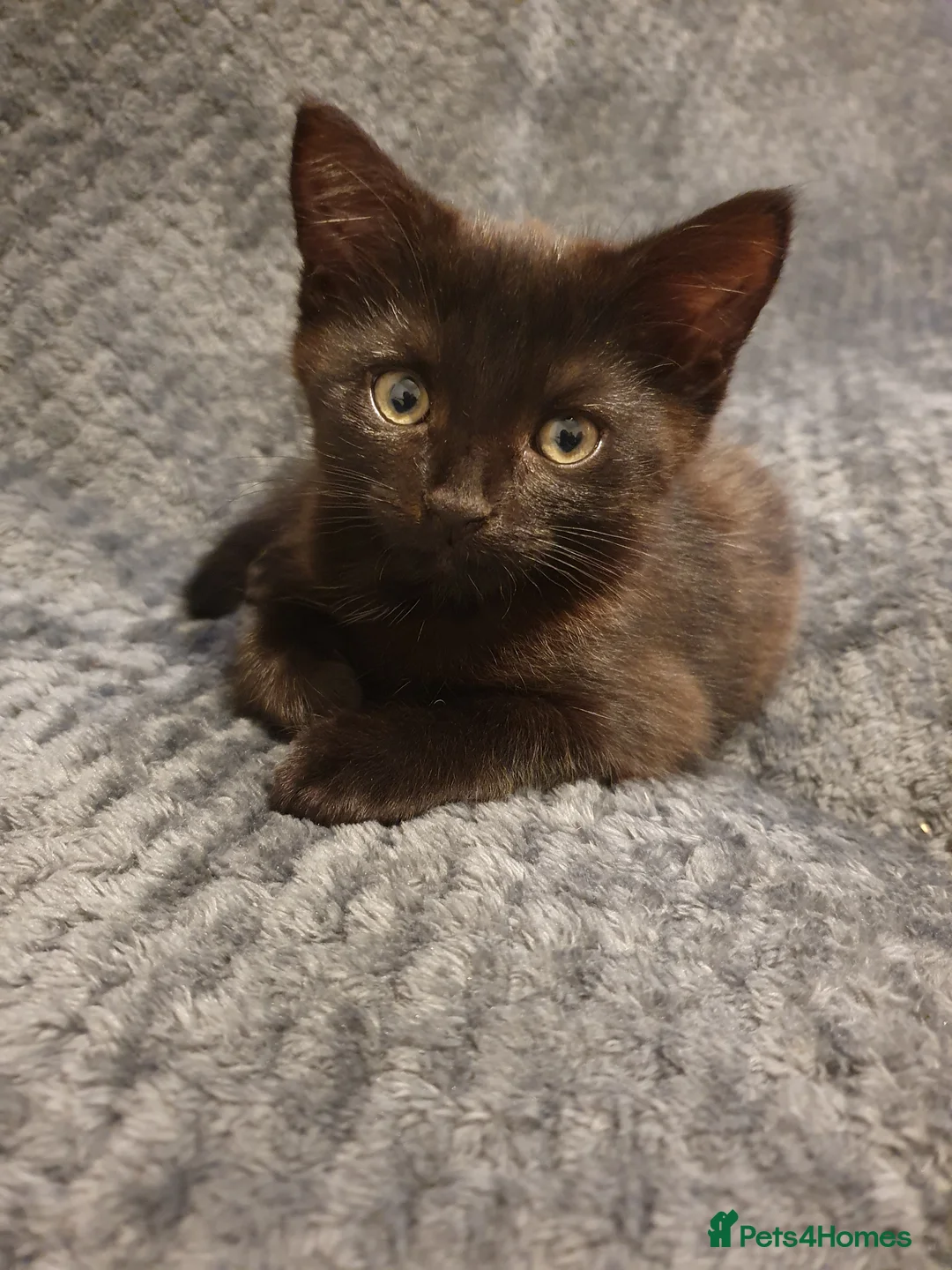 Turkish Angora cats for sale: Ms Svetlana - Advert 2