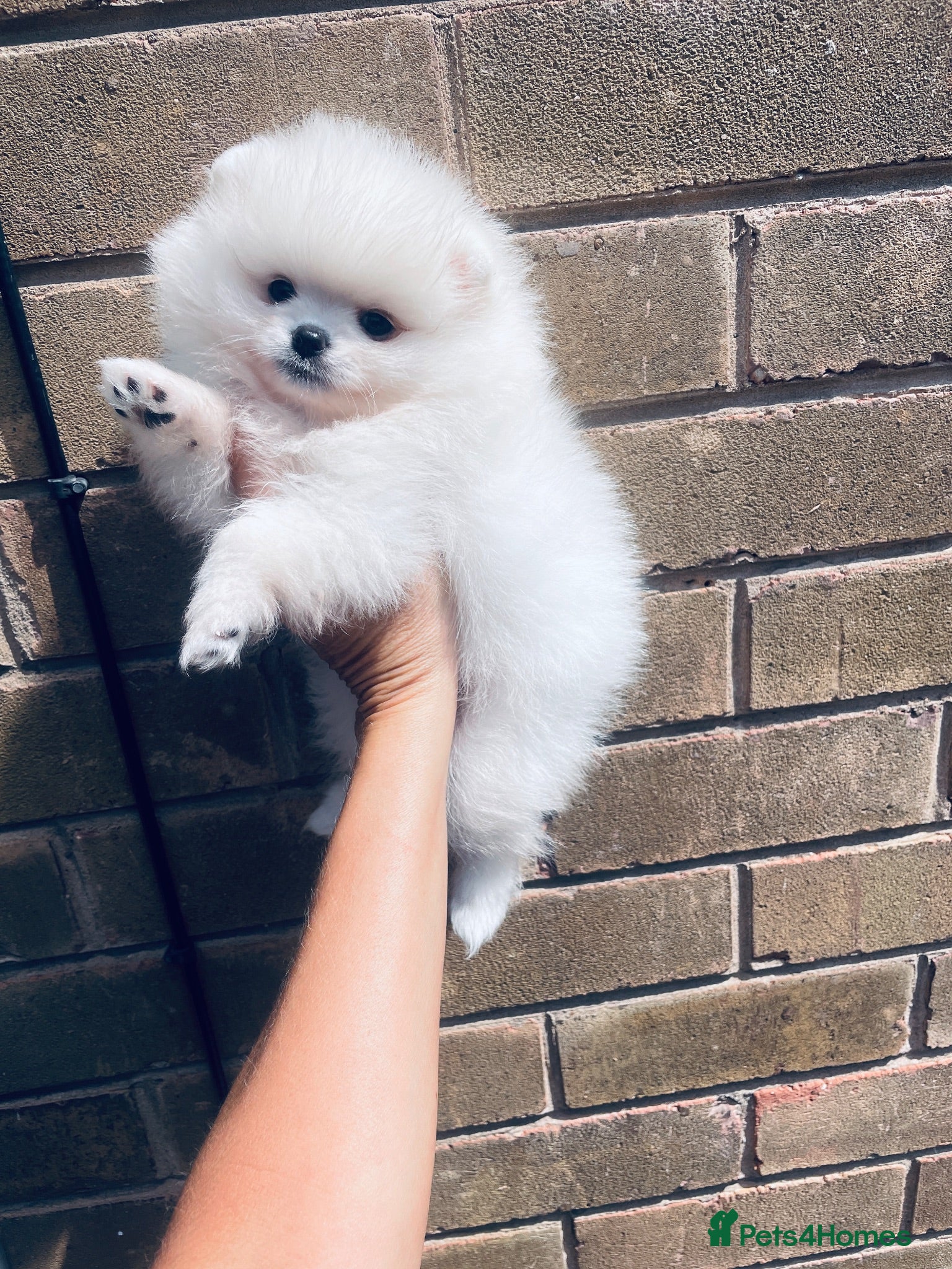 Pomeranian dogs Gorgeous White Kc babies 🌟🌟🌟🌟🌟 - Advert 1