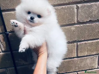 Pomeranian dogs Gorgeous White Kc babies 🌟🌟🌟🌟🌟 - Advert 1