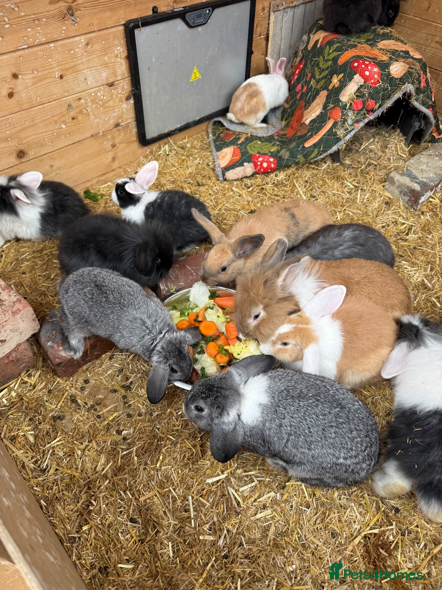 Mini Lion Lop rabbits Baby Rabbits for sale  - Advert 2