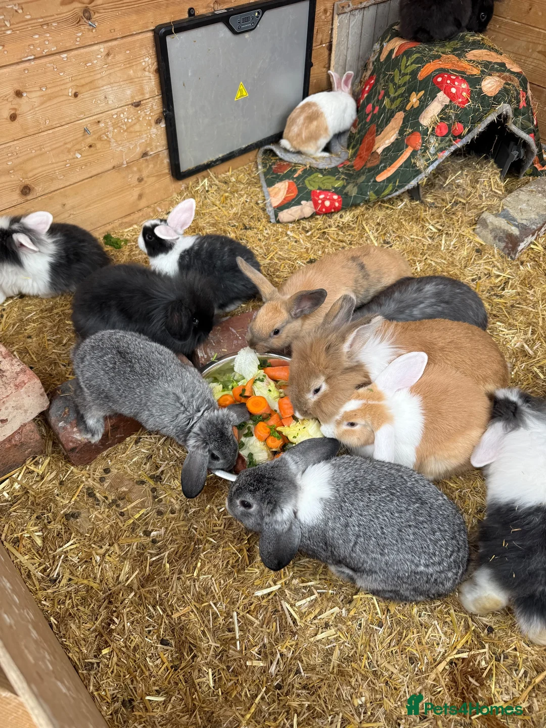 Mini Lion Lop rabbits for sale: Baby Rabbits for sale  - Advert 2