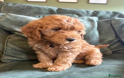 Cockapoo dogs for sale: Beautiful family of cockerpoos - Image 19