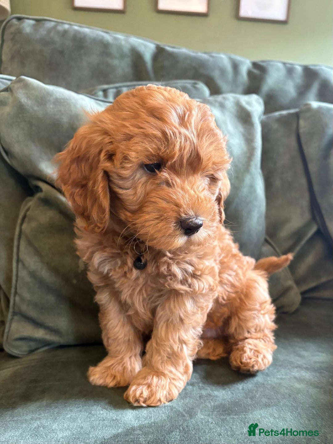 Cockapoo dogs for sale: Beautiful family of cockerpoos - Image 19