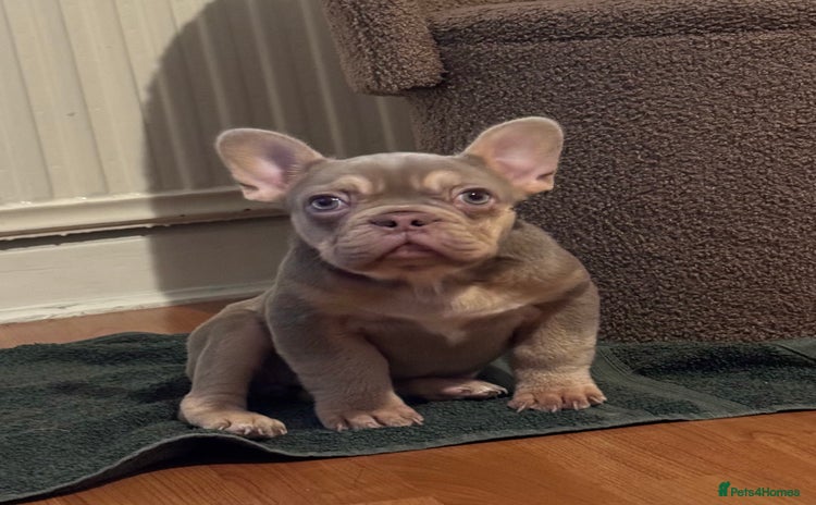 French Bulldog dogs French Bulldog Girl Singleton Newshade Isabella - Advert 2