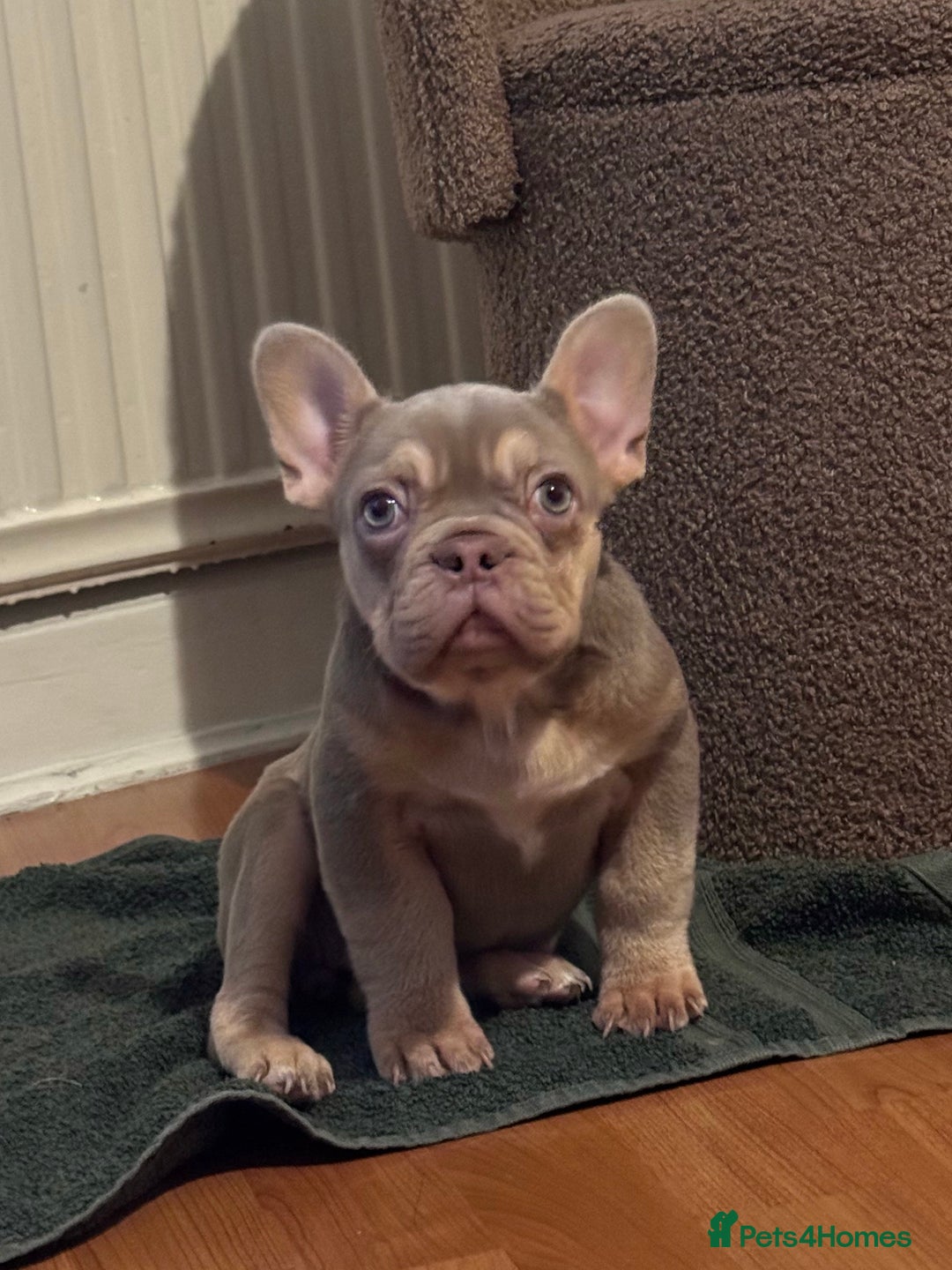 French Bulldog dogs for sale: French Bulldog Girl Singleton Newshade Isabella - Advert 1