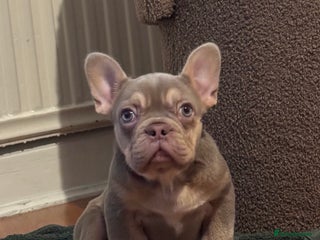 French Bulldog dogs for sale: French Bulldog Girl Singleton Newshade Isabella - Advert 2