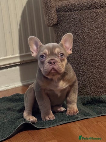 French Bulldog dogs French Bulldog Girl Singleton Newshade Isabella - Advert 2