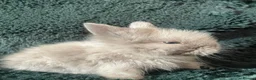 Lionhead rabbits for sale: Four does for sale in Bridgwater - Advert 5
