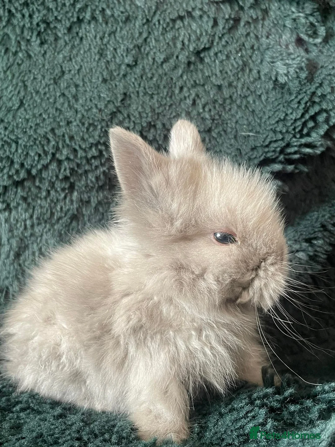 Lionhead rabbits for sale: Four does for sale in Bridgwater - Advert 5