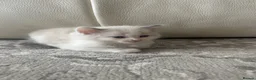 Ragdoll cats for sale: Pure Ragdoll Kittens - Advert 21
