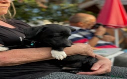 Mixed Breed dogs for adoption: FINN - a Lovely little puppy boy for a Loving Home - Image 7