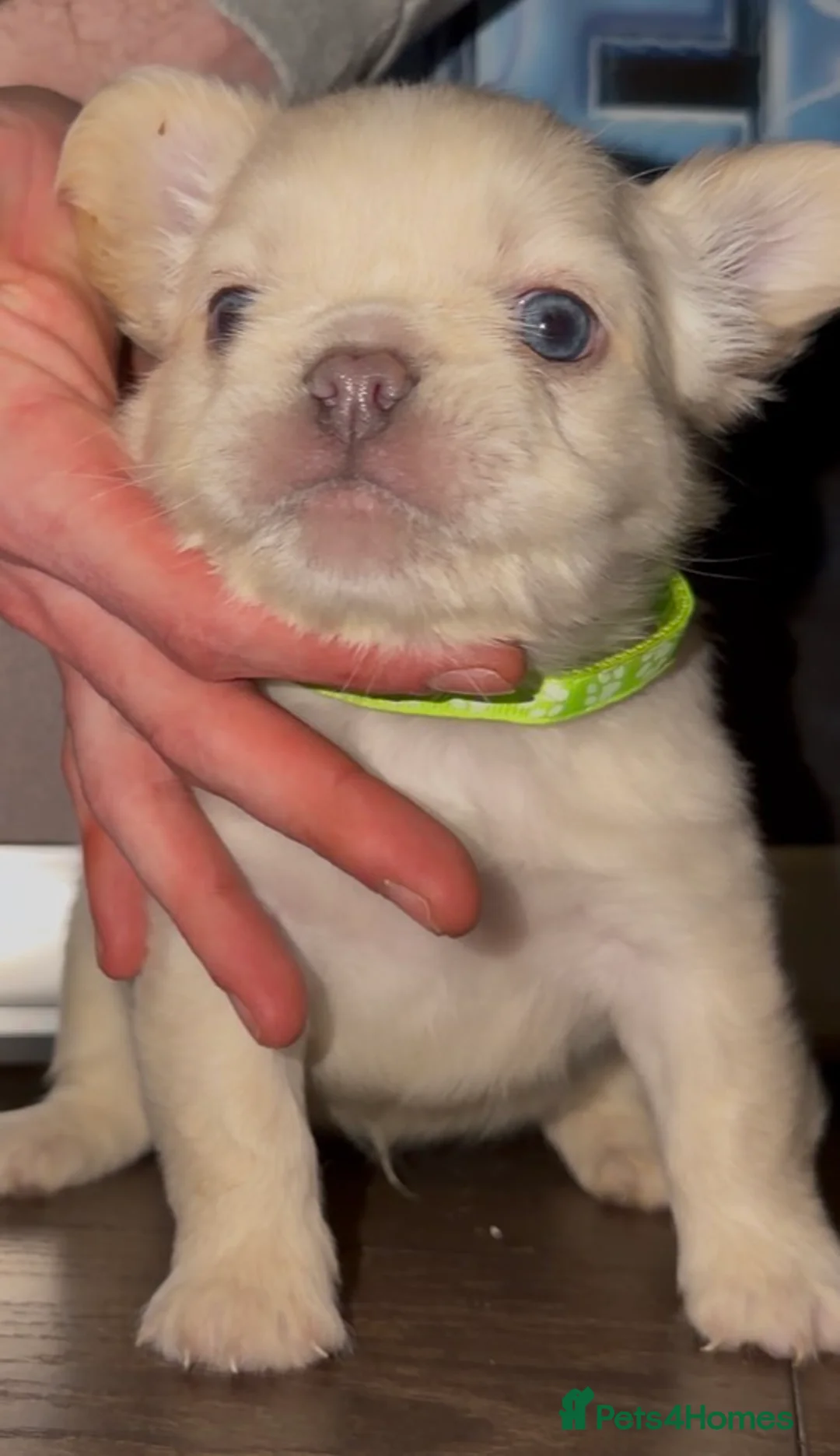 French Bulldog dogs for sale: Top quality fluffy Frenchbulldogs - Advert 10