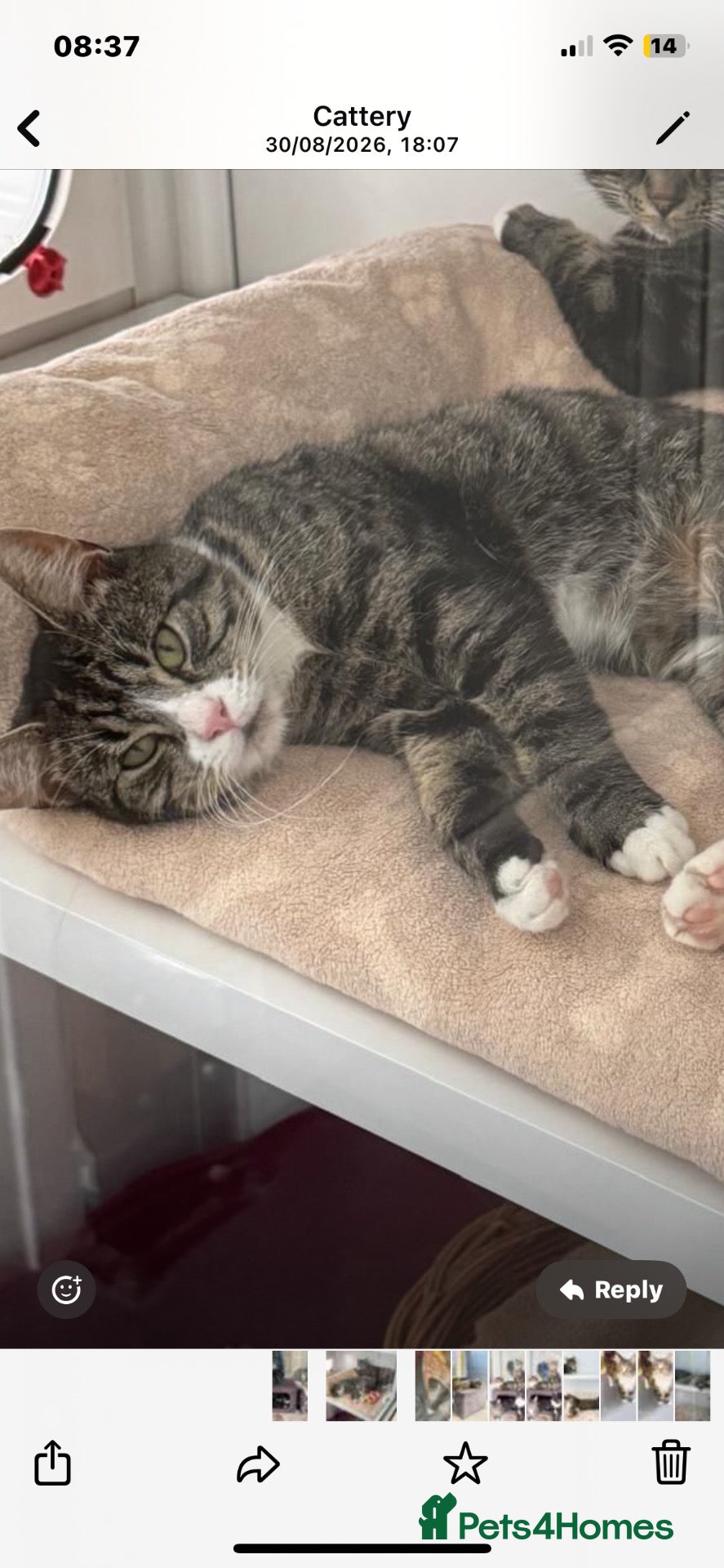 Mixed Breed cats 1 year old boy looking for his forever home - Advert 1