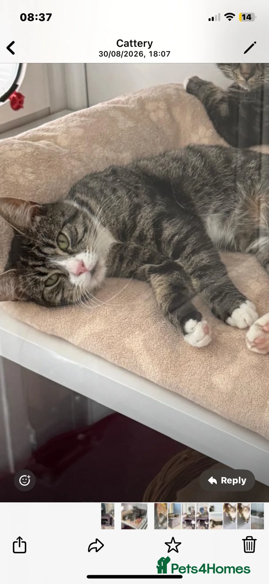 Mixed Breed cats for sale: 1 year old boy looking for his forever home - Advert 1