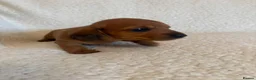 Miniature Dachshund dogs for sale: Litter of shaded red miniature Daschunds  - Advert 21