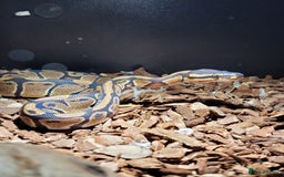 Python Snake reptiles for sale: ball python snake, £150 (including vivarium) - Advert 7
