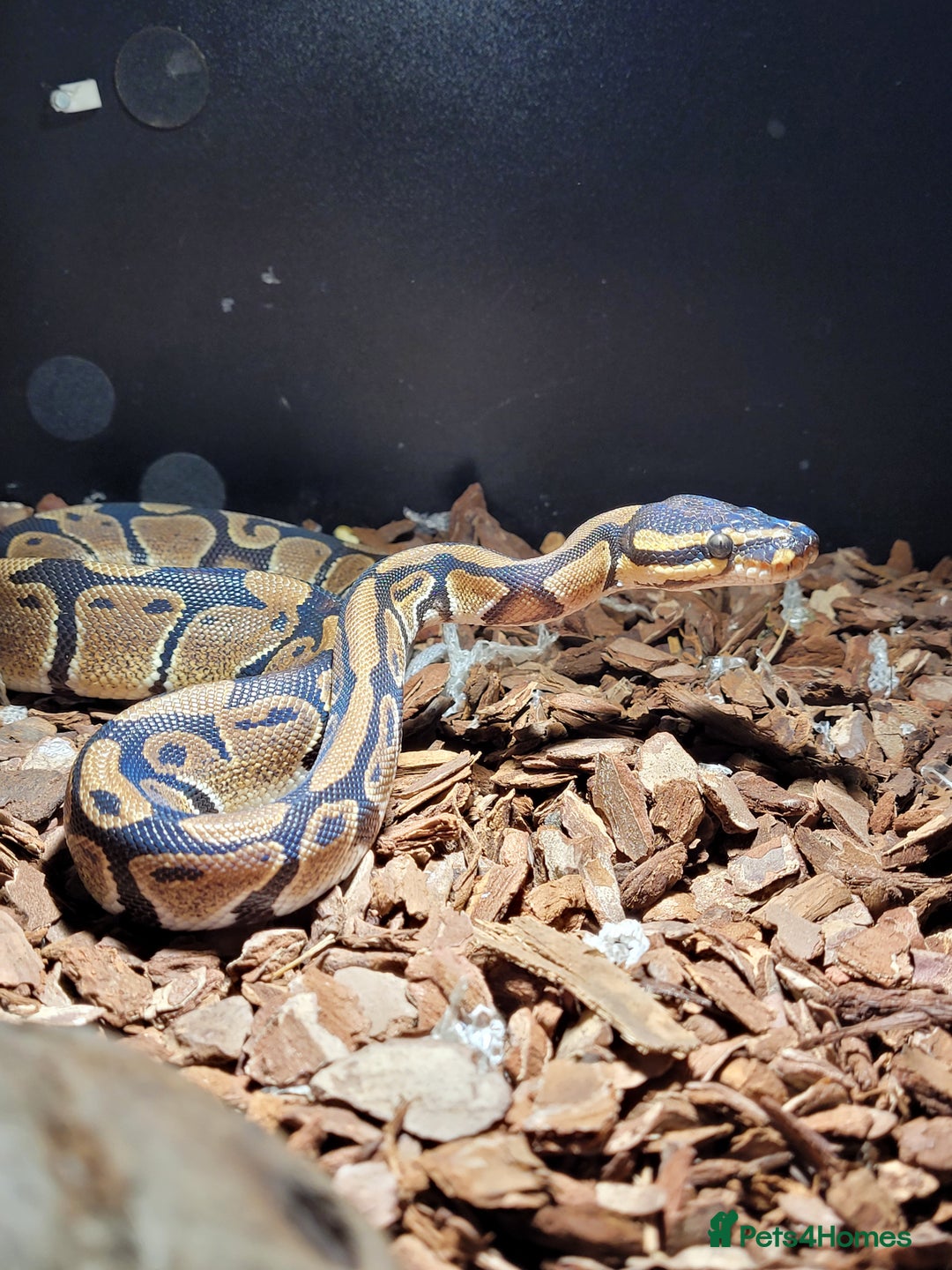 Python Snake reptiles for sale: ball python snake, £150 (including vivarium) - Advert 7