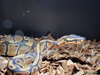 Python Snake reptiles ball python snake, £125 (vivarium included) - Advert 14