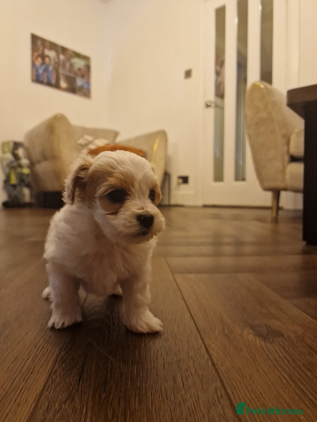 Maltipoo dogs for sale: Minnies maltipoos  - Image 15