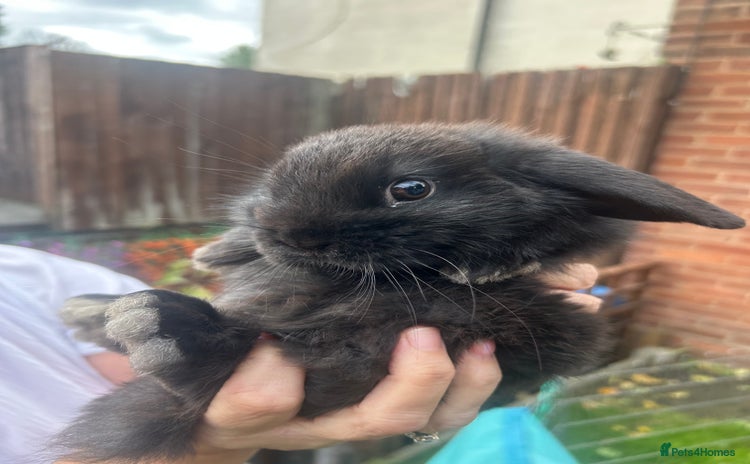 Mini Lion Lop rabbits - Advert 8