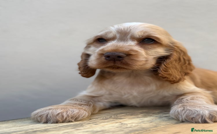 Cocker Spaniel dogs - Advert 4