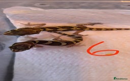 Gecko reptiles for sale: Leopard geckos and pictus geckos - Image 9