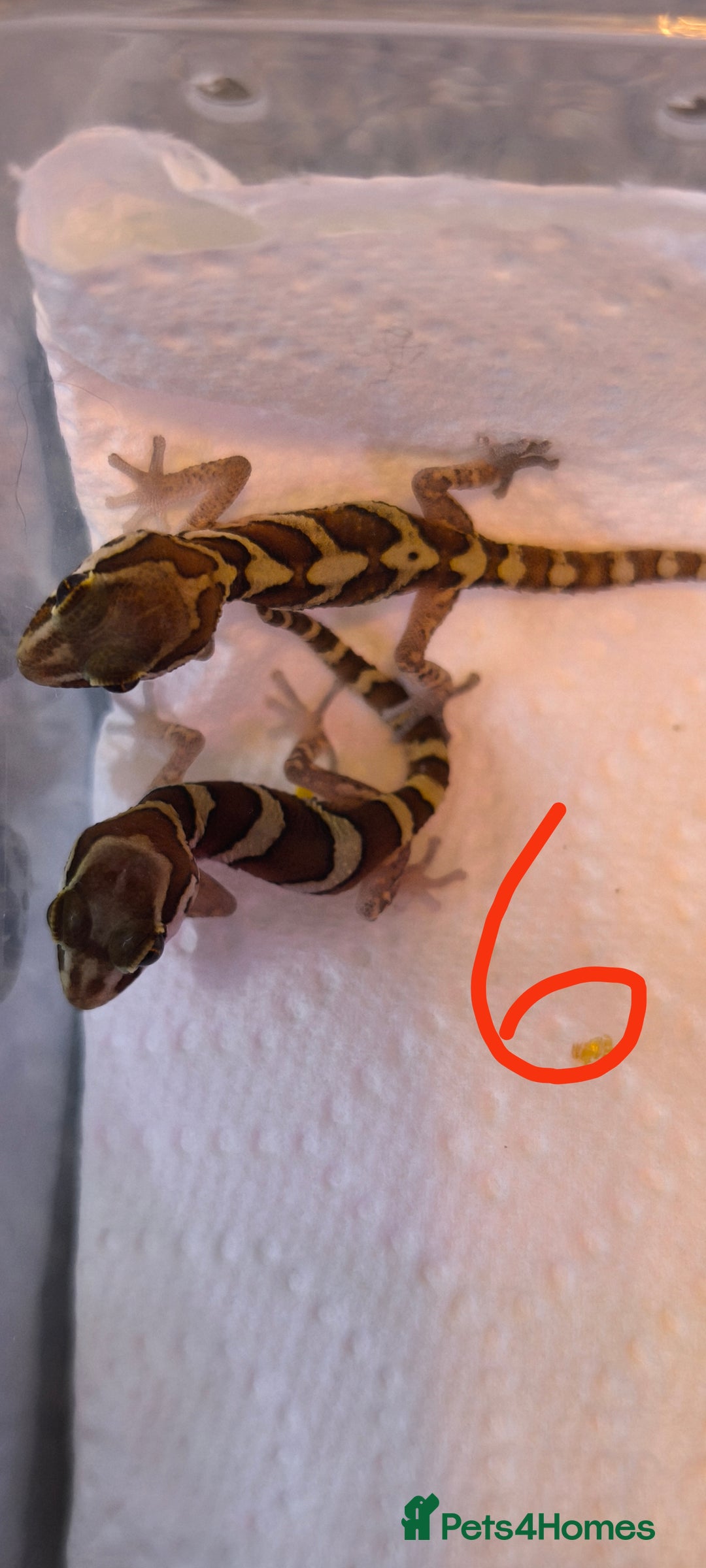 Gecko reptiles for sale: Leopard geckos and pictus geckos - Image 9