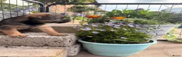 Border Terrier dogs for sale: Pedigree K C Reg Border Terrier Puppies for sale in Derby - Advert 5