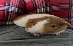Guinea Pig rodents for sale: Two female guinea pigs - Image 4