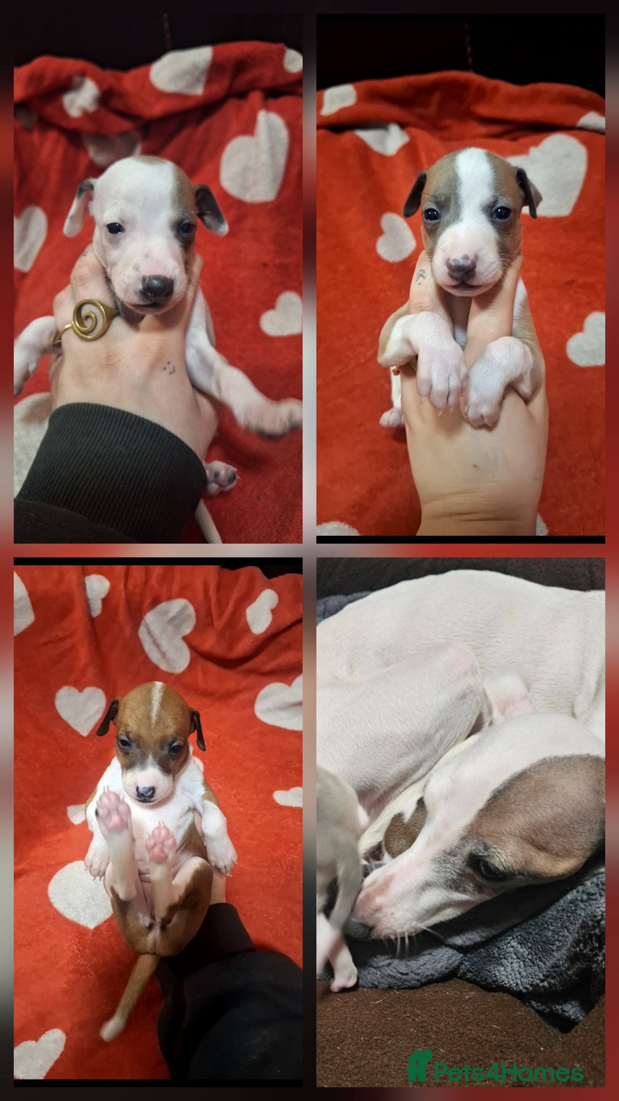 Italian Greyhound dogs Beautiful Italian Greyhound Puppies KC Registered - Advert 15