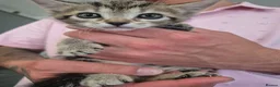 Mixed Breed cats for sale: Kittens in Boston - Advert 3