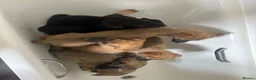 Mixed Breed dogs for sale: Lurcher puppies GSD x saluki ready now  - Advert 3