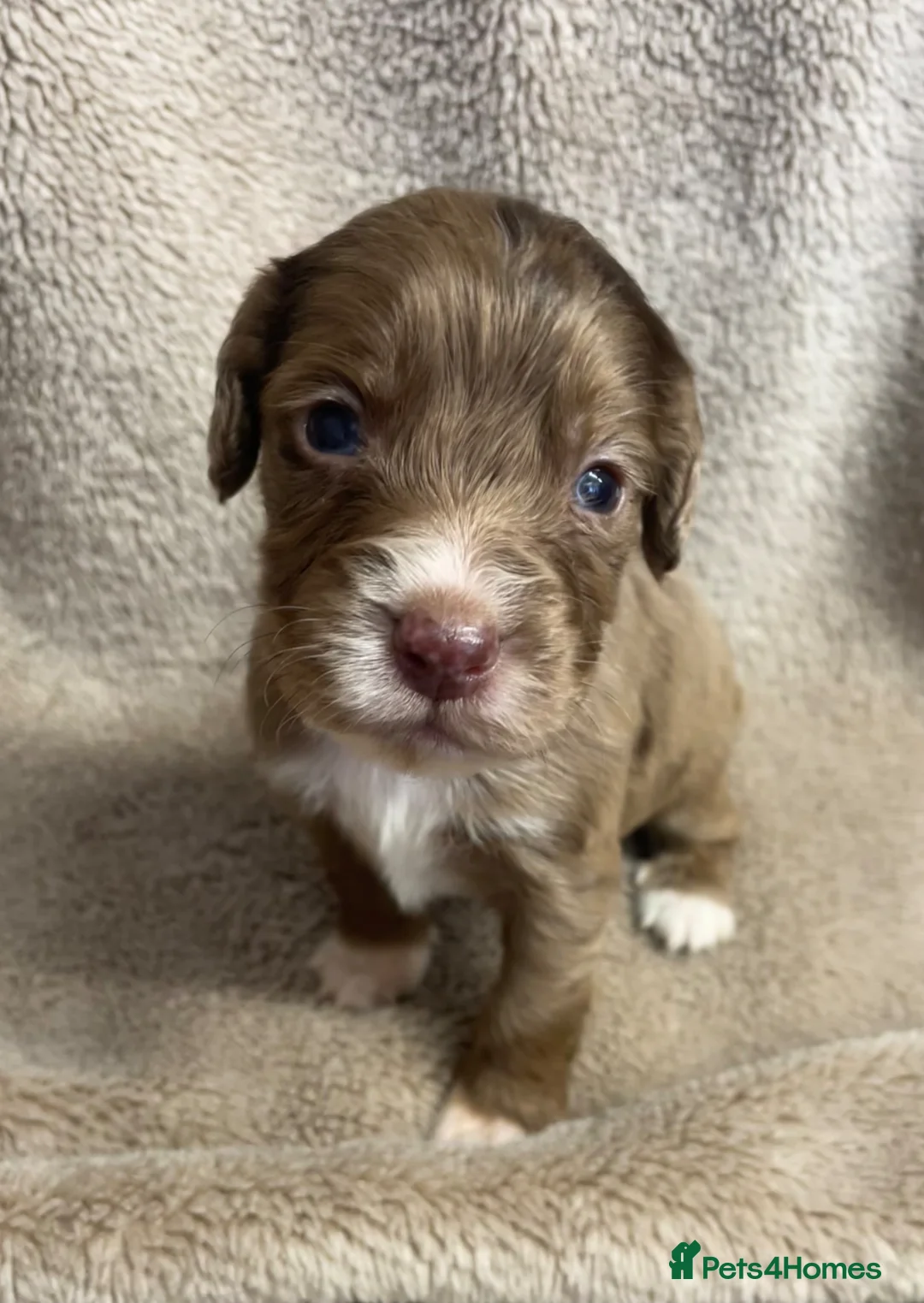 Cocker Spaniel dogs for sale: 6 Beautiful Cocker Spaniel puppies  - Advert 13