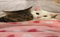Mixed Breed cats for sale: Snowy and pip🩵💕 - Image 26