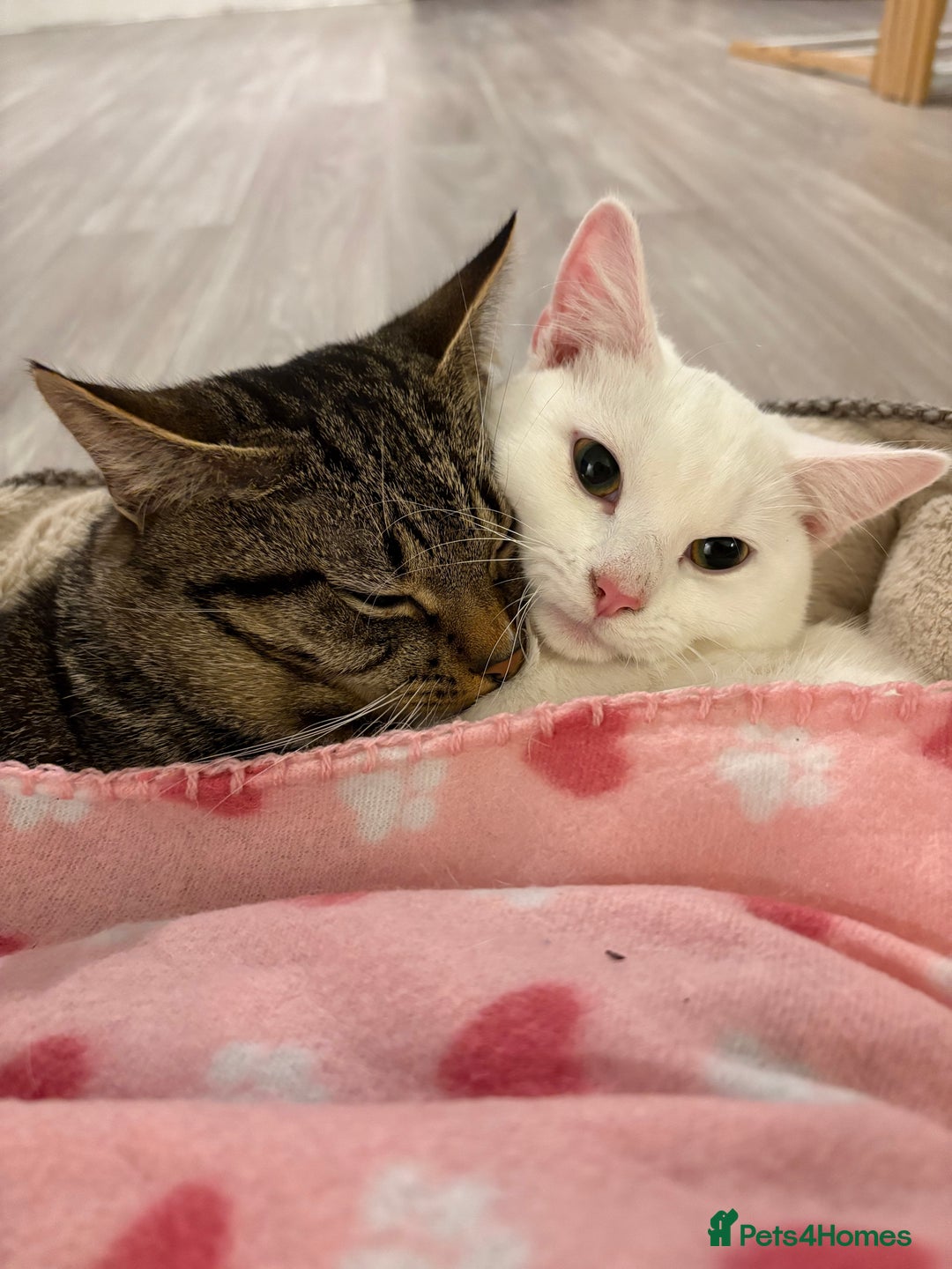 Mixed Breed cats for sale: Snowy and pip🩵💕 - Image 26