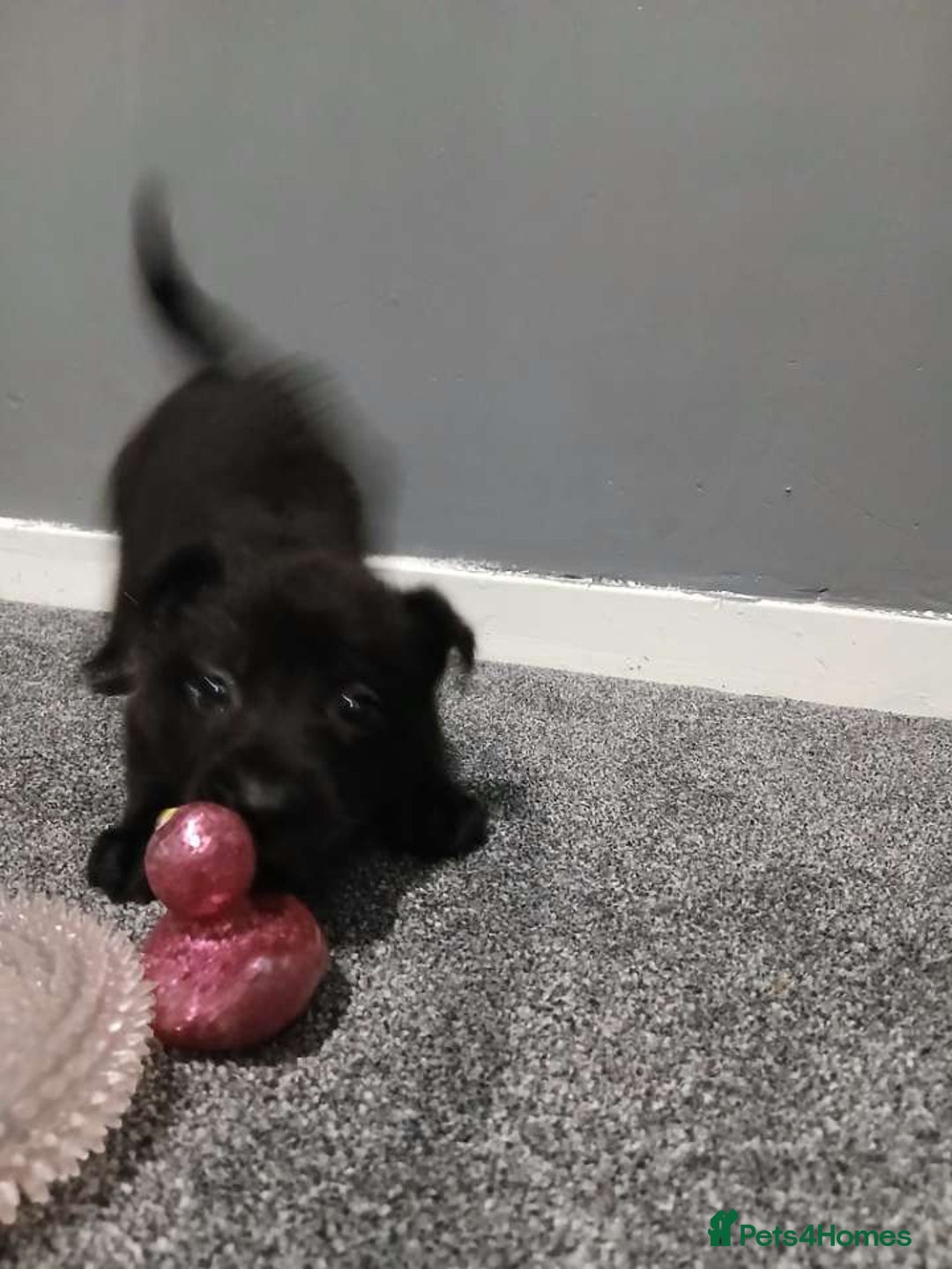 Mixed Breed dogs for sale: German Shepherd x huskita.  - Image 23