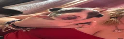 Whippet dogs for sale: Amazing whippet puppies  - Advert 36