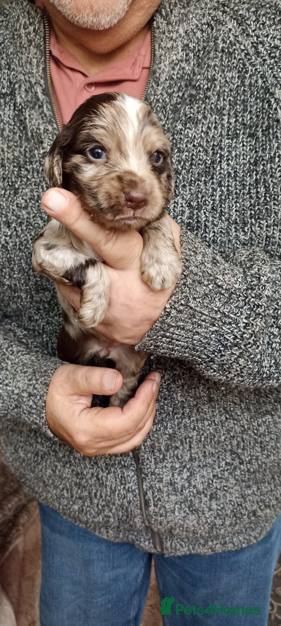 Cocker Spaniel dogs for sale: Stunning cocker spaniel litter  - Image 1