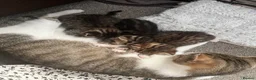 Mixed Breed cats for sale: Beautiful kittens  - Advert 5